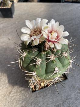 Gymnocalycium castellanosii